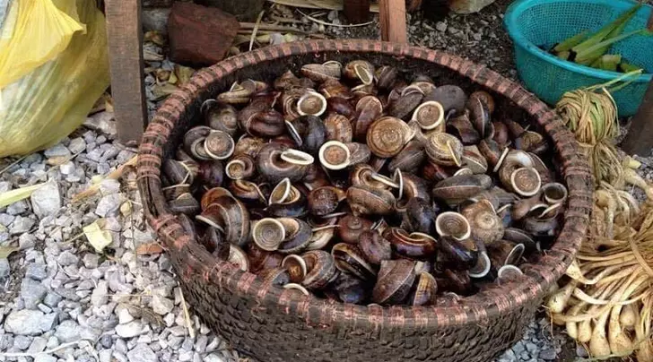 Ốc núi Tây Ninh